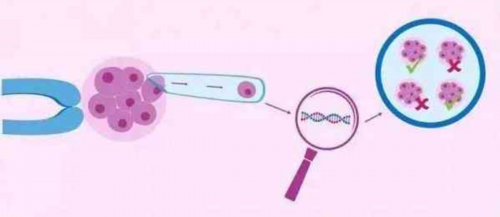 40岁试管夫妻染色体正常胎儿异常概率解析与高龄助孕费用
