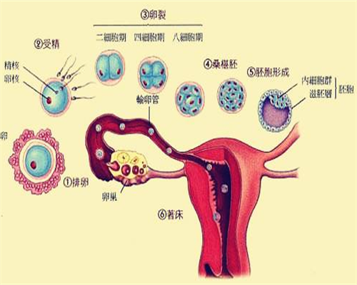 河北第三代试管婴儿医院名单及可靠代孕服务费用解析